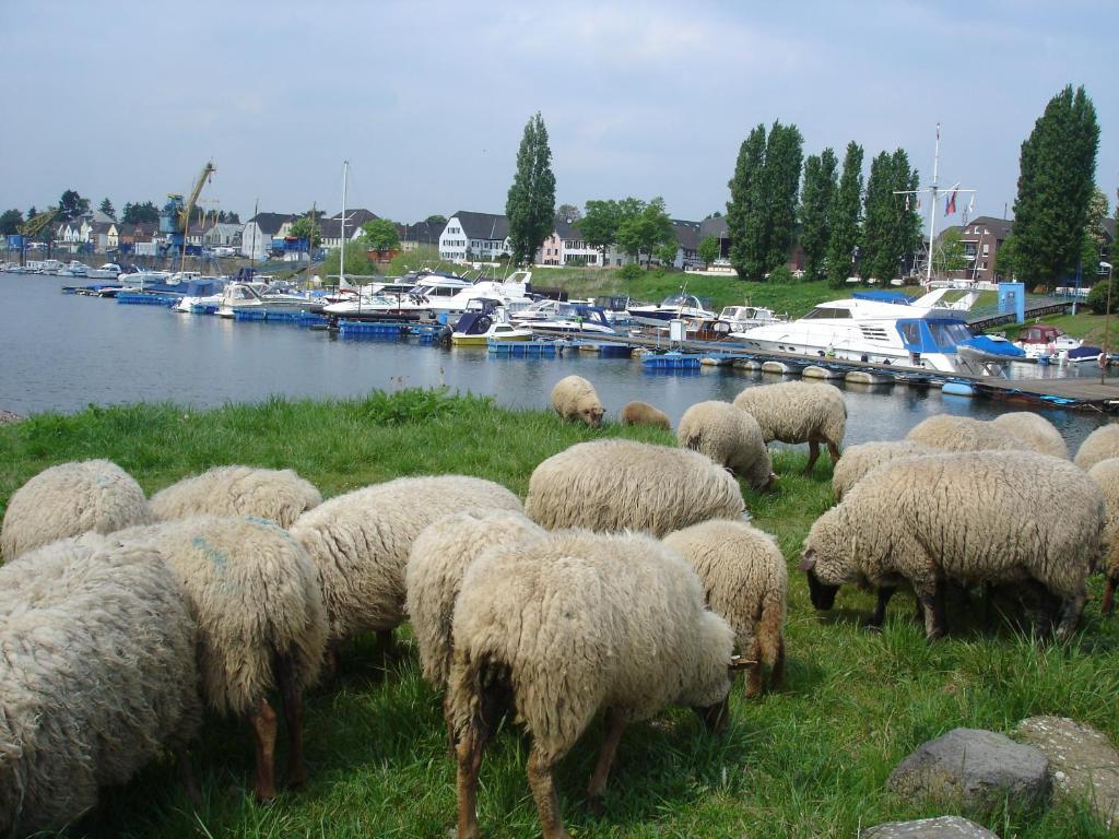 Rhein River Guesthouse - Direkt Am Rhein Леверкузен Екстер'єр фото