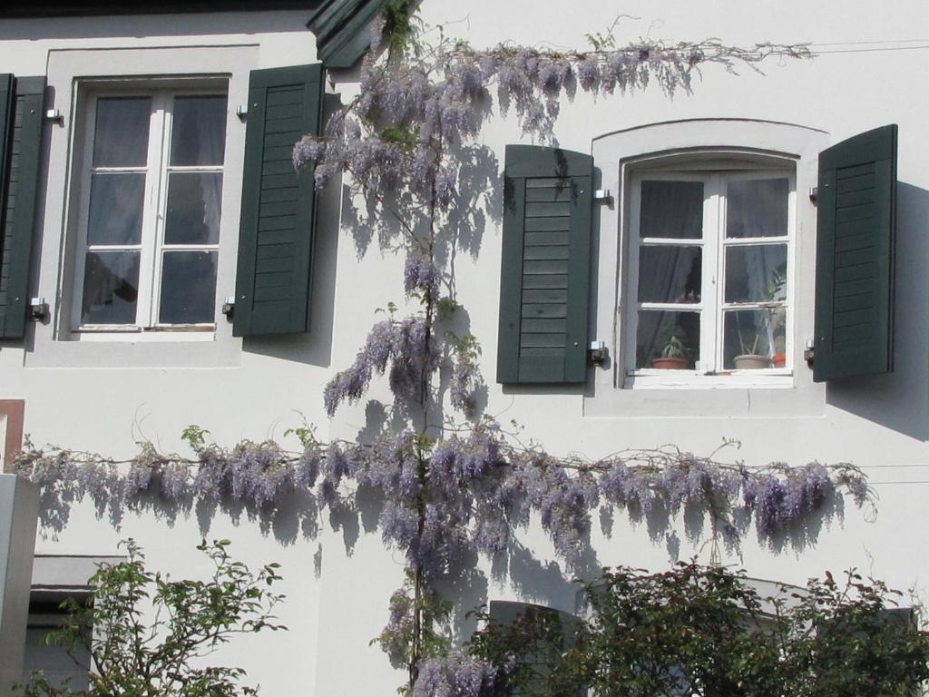 Rhein River Guesthouse - Direkt Am Rhein Леверкузен Екстер'єр фото